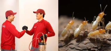 Jasa Anti Rayap Terbaik